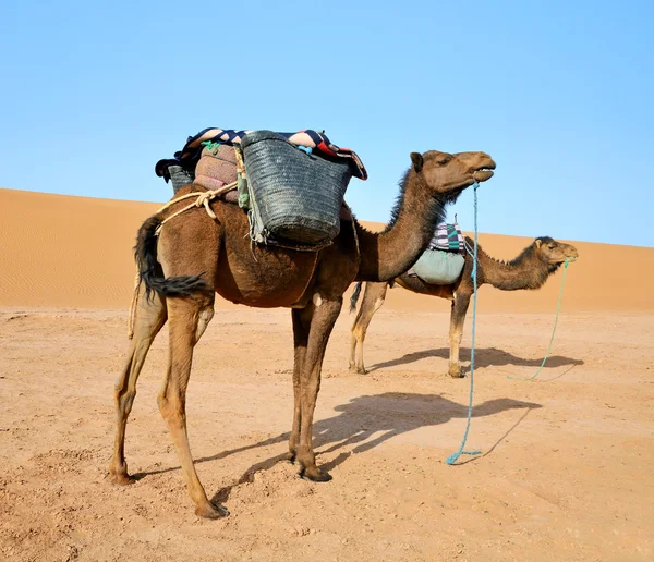 Two camels — Stock Photo, Image