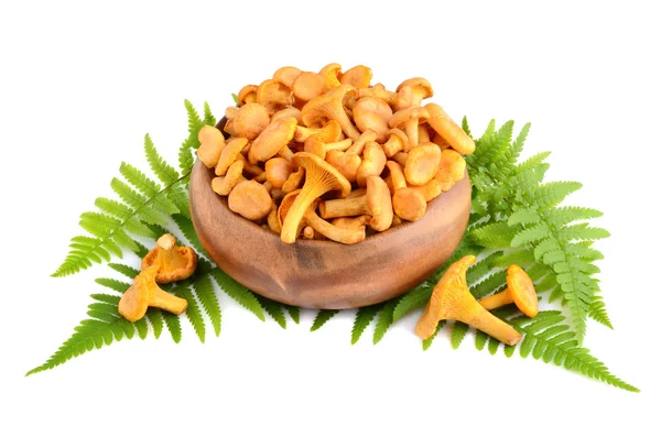 Cogumelos chanterelles amarelos — Fotografia de Stock