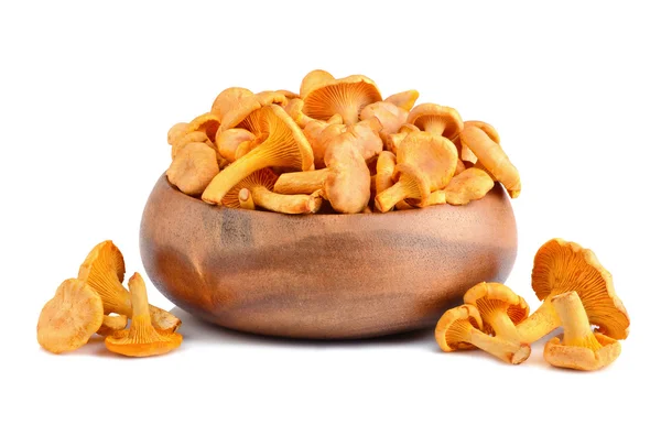 Cogumelos chanterelles — Fotografia de Stock