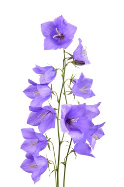 demet bellflowers