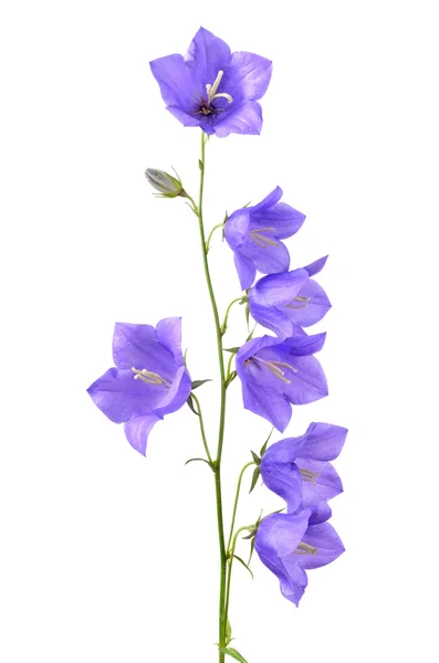 Bloeiende bellflowers — Stockfoto