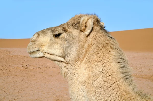 Camel portrait — Stock Photo, Image