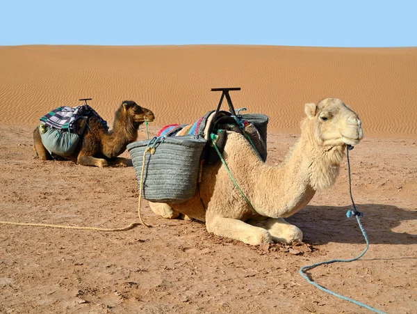 Camellos en el desierto — Foto de Stock