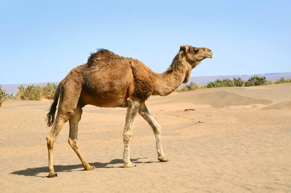 Velbloud v poušti Sahara — Stock fotografie