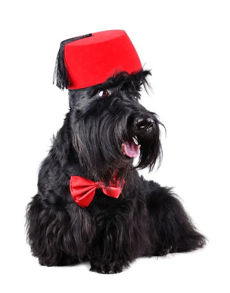 Dog in fez — Stock Photo, Image