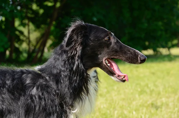 Siyah borzoi portrate — Stok fotoğraf