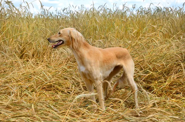 Kazak greyhound tazi — Stok fotoğraf