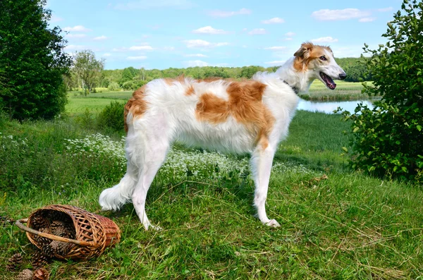 Russian wolfhound — Stock Photo, Image