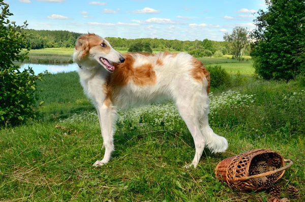 Russischer Wolfshund — Stockfoto