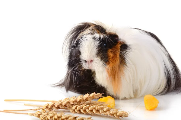 Guinea pig eating zucchini and wheat Stock Picture