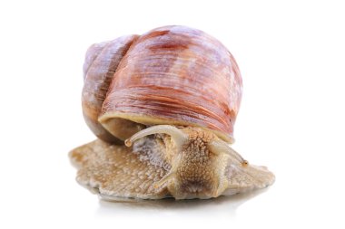 Büyük bahçe salyangozu