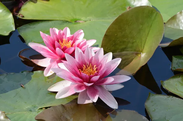 Flytande vatten lilly blommor — Stockfoto