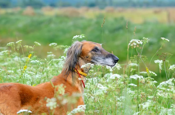 갈색 saluki — 스톡 사진