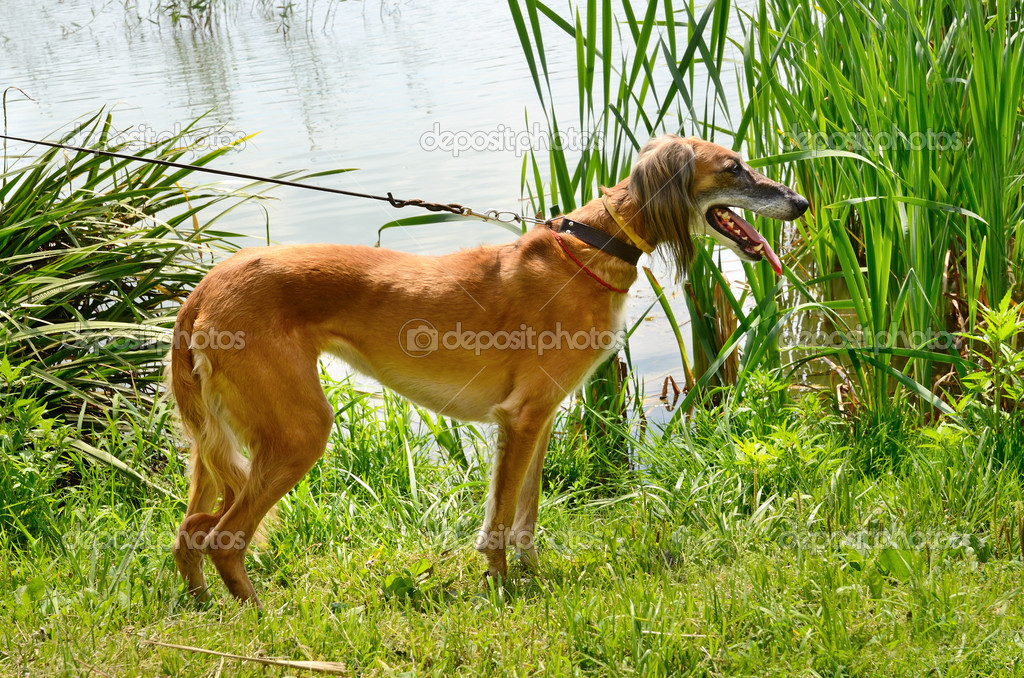 Kazakh greyhound Tazi