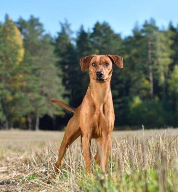 Alman Pinscher köpeği sonbahar arka planında duruyor