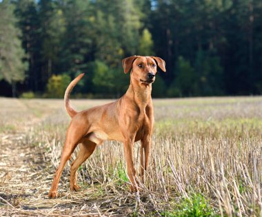 Kahverengi Alman Pinscher Sonbahar tarlasında duruyor