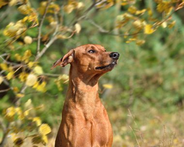 Alman Pinscher 'ın portresi sarı bir sonbahar yaprakları üzerinde bir wimd üzerinde