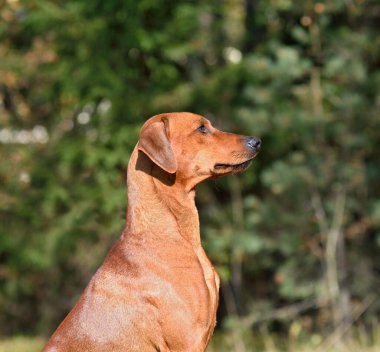 Oturan Alman Pinscher profili yeşil arka planda yakın plan