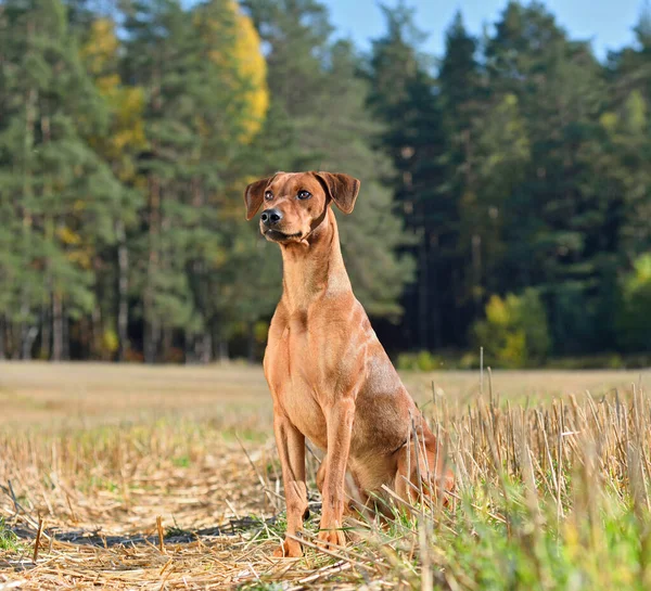 Brauner Pinscher Sitzt Auf Einem Herbstlichen Feld — Stockfoto