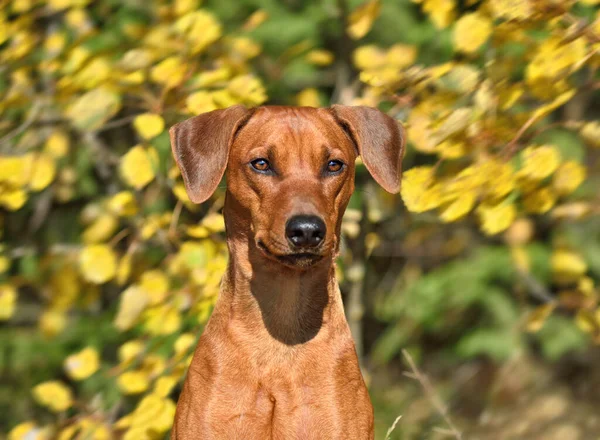 Nahaufnahme Porträt Eines Braunen Pinschers Auf Gelben Herbstblättern — Stockfoto