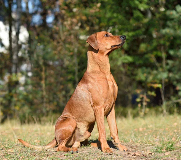 Sitting German Pinscher Dog Wood Background — Stock Photo, Image