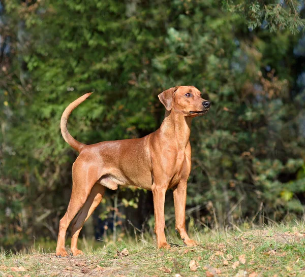 Stående Tyska Pinscher Hund Trä Bakgrund — Stockfoto