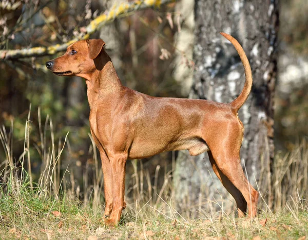Brown German Pinscher Dog Uncropped Tail Ears Standing Wood — Stock Photo, Image