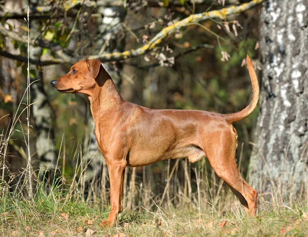 Brązowy Niemiecki Pies Pinscher Niewyciętym Ogonem Uszami Stojącymi Zielonym Tle — Zdjęcie stockowe