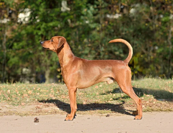 Alemão Pinscher Doberman Cão Com Cauda Não Cortada Orelhas Fundo — Fotografia de Stock