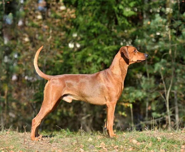 Barna Német Pinscher Áll Egy Őszi Háttér Stock Kép