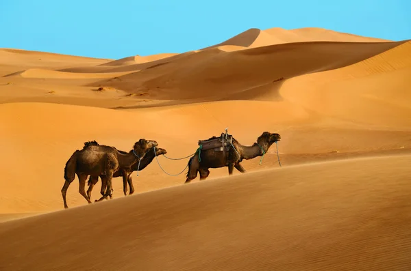 Camellos en el desierto — Foto de Stock