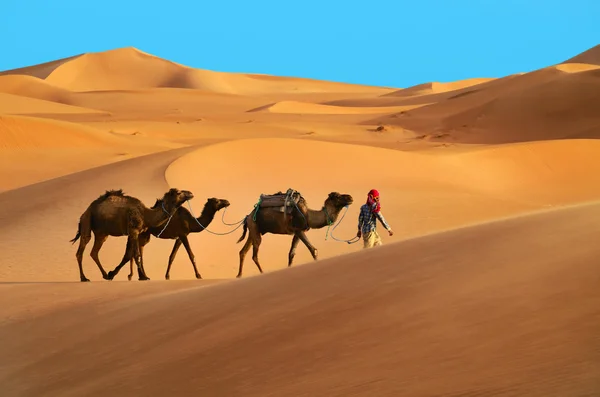Берберский человек с тремя дромадерскими верблюдами — стоковое фото