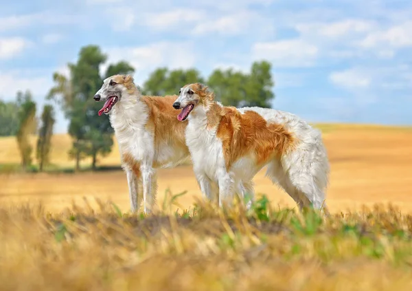 黄色の秋のフィールドに立って2つの美しい赤と白のロシアのボルゾイ犬 — ストック写真