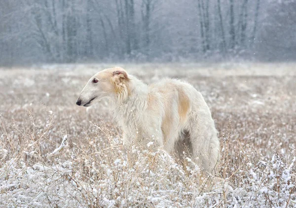 Λευκό Ρωσικό Κυνηγόσκυλο Στέκεται Ένα Αγροτικό Χειμερινό Υπόβαθρο — Φωτογραφία Αρχείου