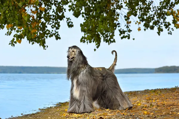 Beautiful fully coated Afghan Hound standing on a lake bank background