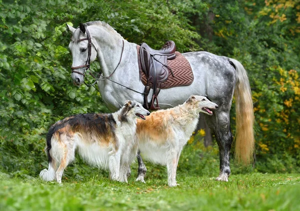 灰色的Orlov Trotter和两只漂亮的俄国狼犬站在绿林里 免版税图库图片