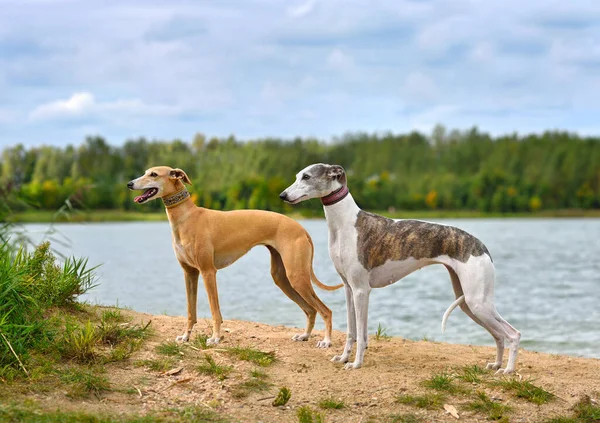 Two English Whippets Standing River Bank Background Royalty Free Stock Photos