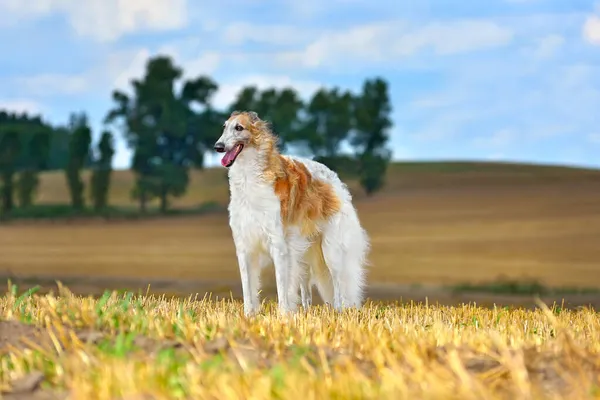 黄色の秋のフィールドに立って美しい赤と白のロシアのBorzoi犬 — ストック写真