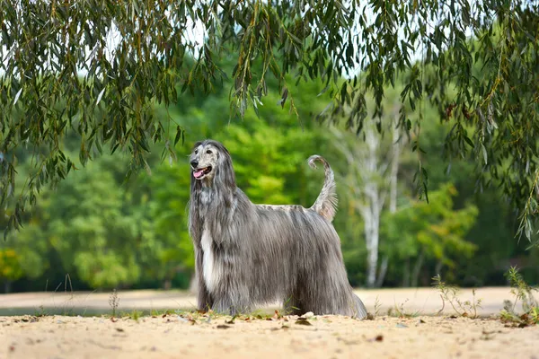 黄色の砂の背景に立つ完全にコーティングされたアフガニスタンの猟犬 — ストック写真