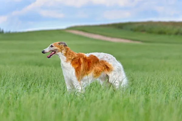 Piękny Czerwony Biały Rosyjski Pies Borzoi Stojący Zielonym Polu Trawy — Zdjęcie stockowe