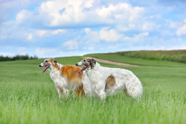 Dva Krásné Červené Bílé Rusky Borzoi Psi Stojící Zelené Trávě — Stock fotografie