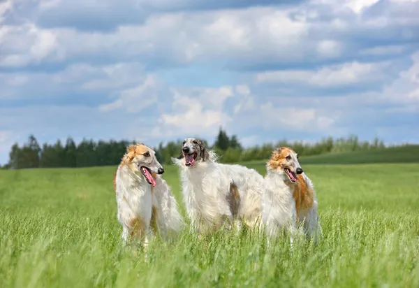 Grupp Tre Ryska Borzoi Hund Stående Grönt Gräs Fält — Stockfoto