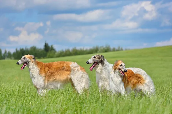 Russo Borzoi Cães Campo Grama Verde — Fotografia de Stock