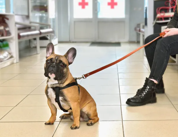 Französische Bulldogge Mit Ihrem Besitzer Wartet Tierklinik Auf Einen Arzt Stockbild