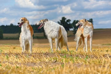 Üçüncü Rus Borzoi Köpeği Grubu sonbahar sahasında ayakta duruyor.