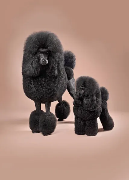 Смішні Великі Іграшкові Чорні Пуделі Стоять Кольоровому Фоні — стокове фото