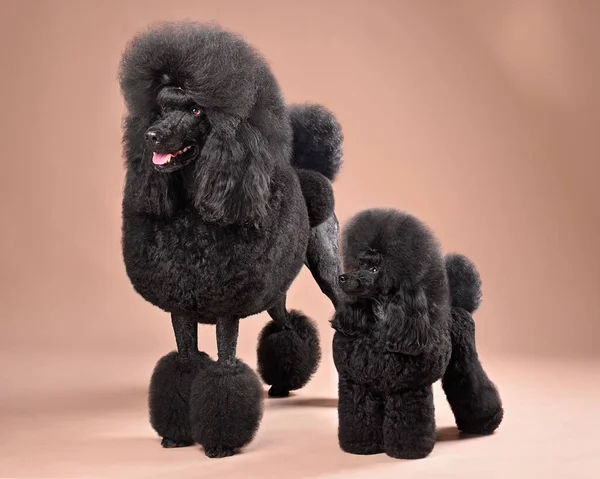 站在彩色背景上的有趣的大型玩具黑色狮子狗 — 图库照片