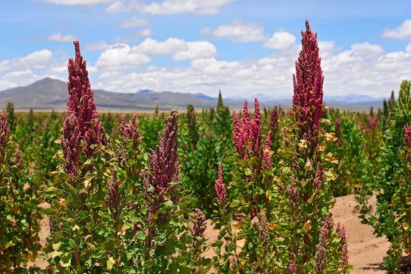 Odling Chenopodium Quinoa Andinska Regionen Bolivia Stockfoto
