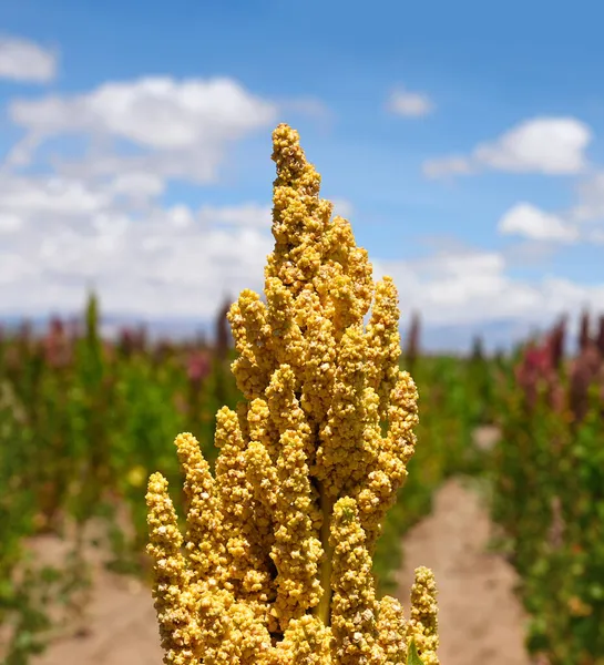 Gula Frön Quinoa Plantager Bolivia Sydamerika Stockbild