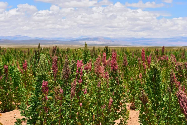 南アメリカのボリビアにあるChenopodiumキノア農園 ロイヤリティフリーのストック写真